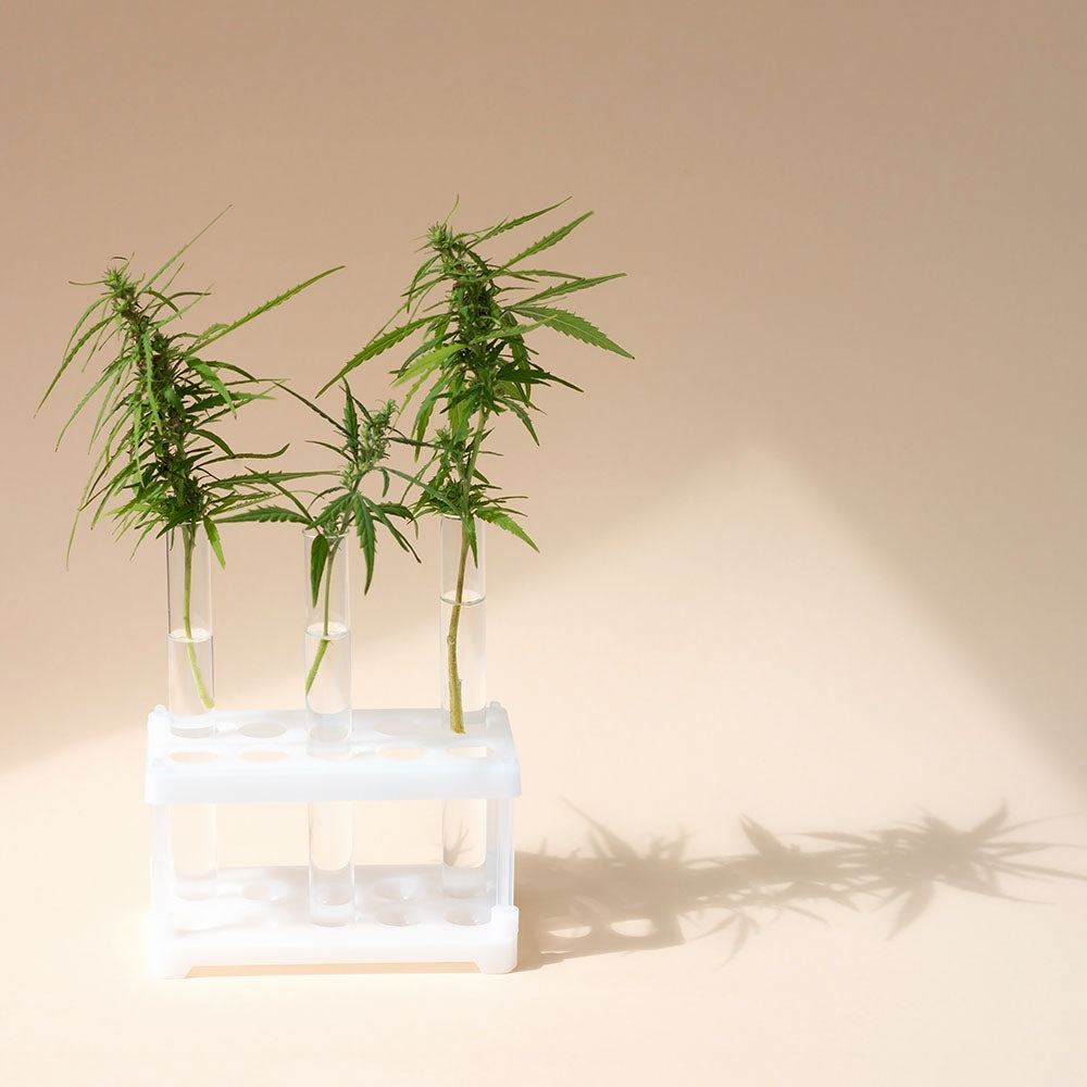 Your Guide to CBD Lab Results