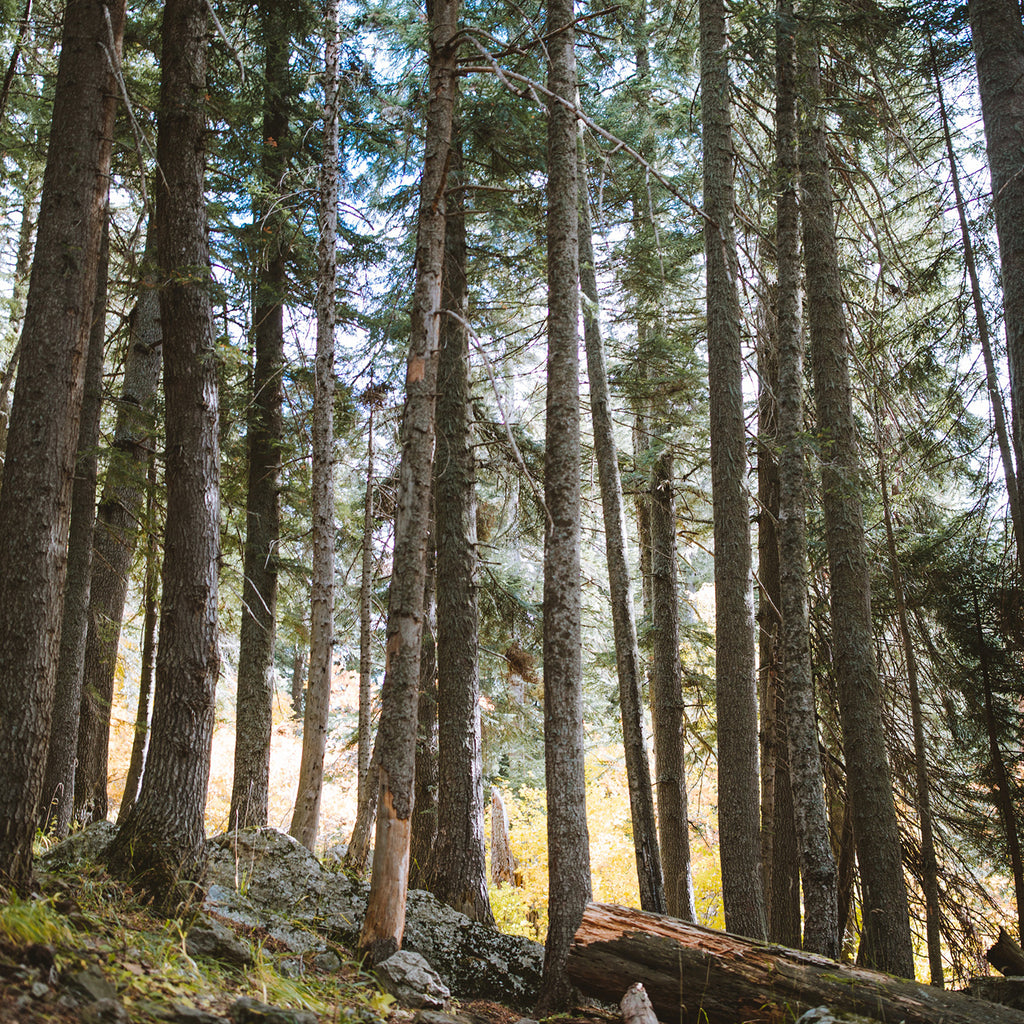 How We're Helping Rebuild California's Forests